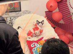 -超宠爱宠物摄影-Super pet