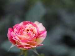 -人民公园(罗湖区)