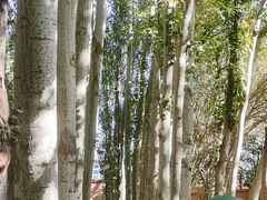 -艾提尕尔清真寺