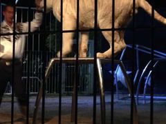 -清迈夜间动物园