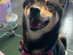 -百好乐宠物友好餐厅(朝外大街店)