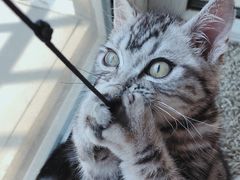 -瑞派·关忠动物医院·猫专科·犬专科(三环新城店)