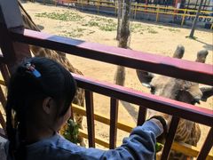 -西霞口神雕山野生动物世界