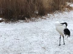 -钏路市丹顶鹤自然公园