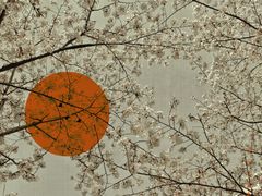 -高东镇樱花园