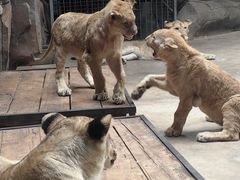 -鄂尔多斯野生动物园