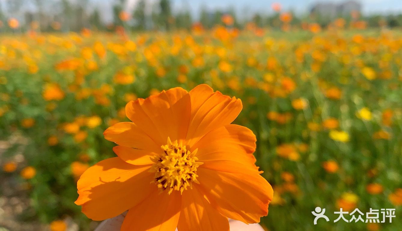 ☀️这个盛夏，遇见长沙的莫奈花园🌼