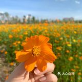 ☀️这个盛夏，遇见长沙的莫奈花园🌼
