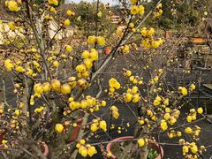 -三圣花乡旅游区