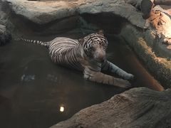 -清迈夜间动物园