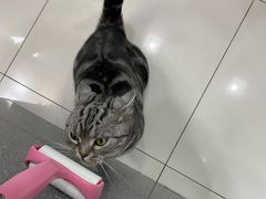 -纳吉亚猫专科动物医院博雅分院