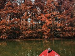 -上海海湾国家森林公园