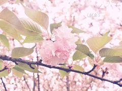 -天鹅湖体育公园