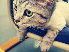 -菠萝格斗巴西柔术训练馆