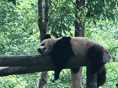 -都江堰中华大熊猫苑