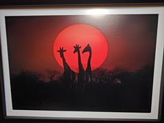 -罗红摄影艺术馆