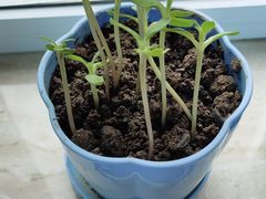 -爱丽丝牛排西餐厅(光谷步行街店)