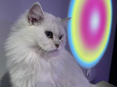 -极木²邸 人与宠物·互动社区