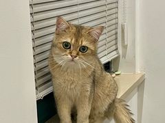 -伟伟宠物医院·瑞派猫友好医院·猫科(光谷店)