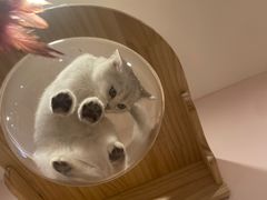 -猫咪派对(江南西店)