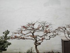 -拙政园