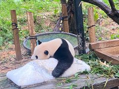 -广州长隆野生动物世界