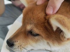 -怪兽屋·羊驼·猫咖·狗咖(俊华广场店)