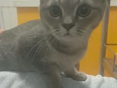 -瑞派福兴宠物医院犬猫全科·骨科·中西医结合(河东店)