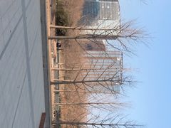 -大望京公园