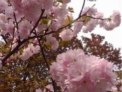 iphone_upload_pic-西安青龙寺遗址景区