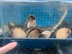 -宾朋海鲜特色美食餐厅·纯手工鲅鱼水饺(兴海路店)