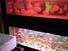 -中环花鸟鱼虫市场