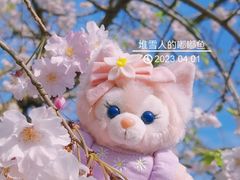 -顾村公园