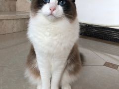 -Catmate·猫肥家润(金润铂宫店)