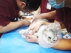 -纳吉亚猫专科动物诊疗中心(蒋宅口分院)