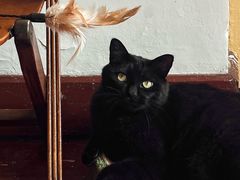 珍珠-春风十里咖啡馆