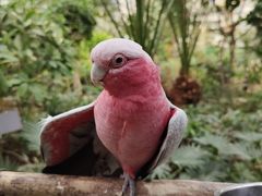 -南宫五洲植物乐园