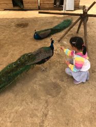 -萌宠亲子动物乐园(槐房万达店)