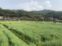 -红山村