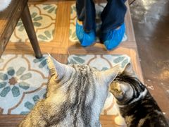 -猫猫幼稚园·撸猫·桌游·电玩
