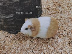 -昆明大悦城未来动物城(螺蛳湾中心店)