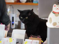 -春风十里咖啡馆