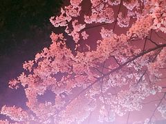 -上海南浦大桥长途旅游客运站