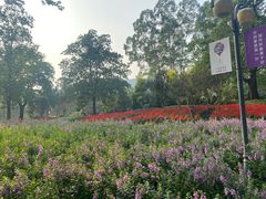 -广州市流溪河国家森林公园