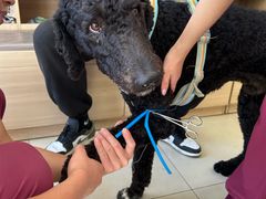 -宠福鑫康馨动物医院·骨科·眼科