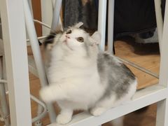 -MOYOYO猫咪咖啡店