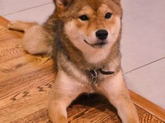 -柴务处·柴犬主题狗咖