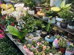 -溪岸路花鸟市场