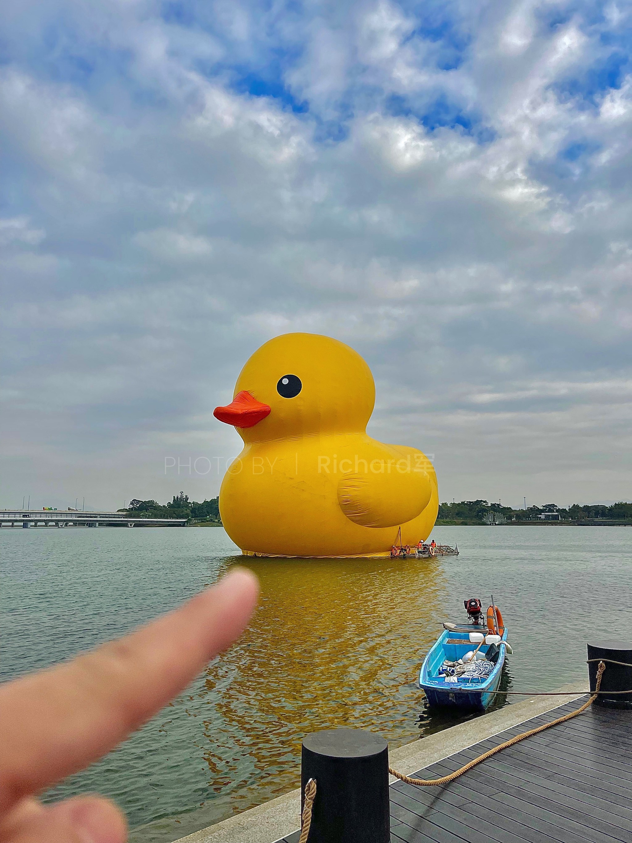 暗恋大黄鸭图片