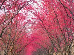 -合肥滨湖国家森林公园